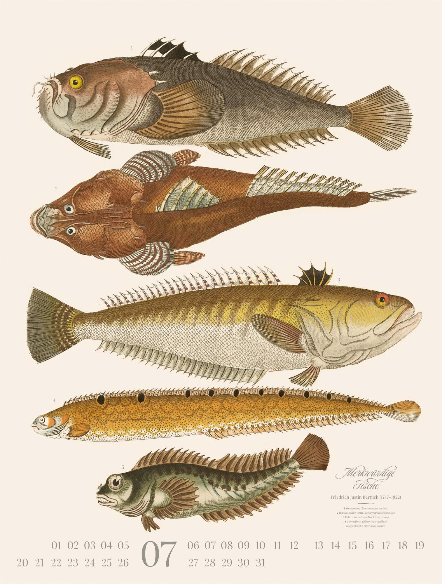 Fische Kalender 2026 | Dekorativer Retro-Kalender im großen Hochformat (50x66 cm) | Historische Tier-Illustrationen von Friedrich Justin Bertuch