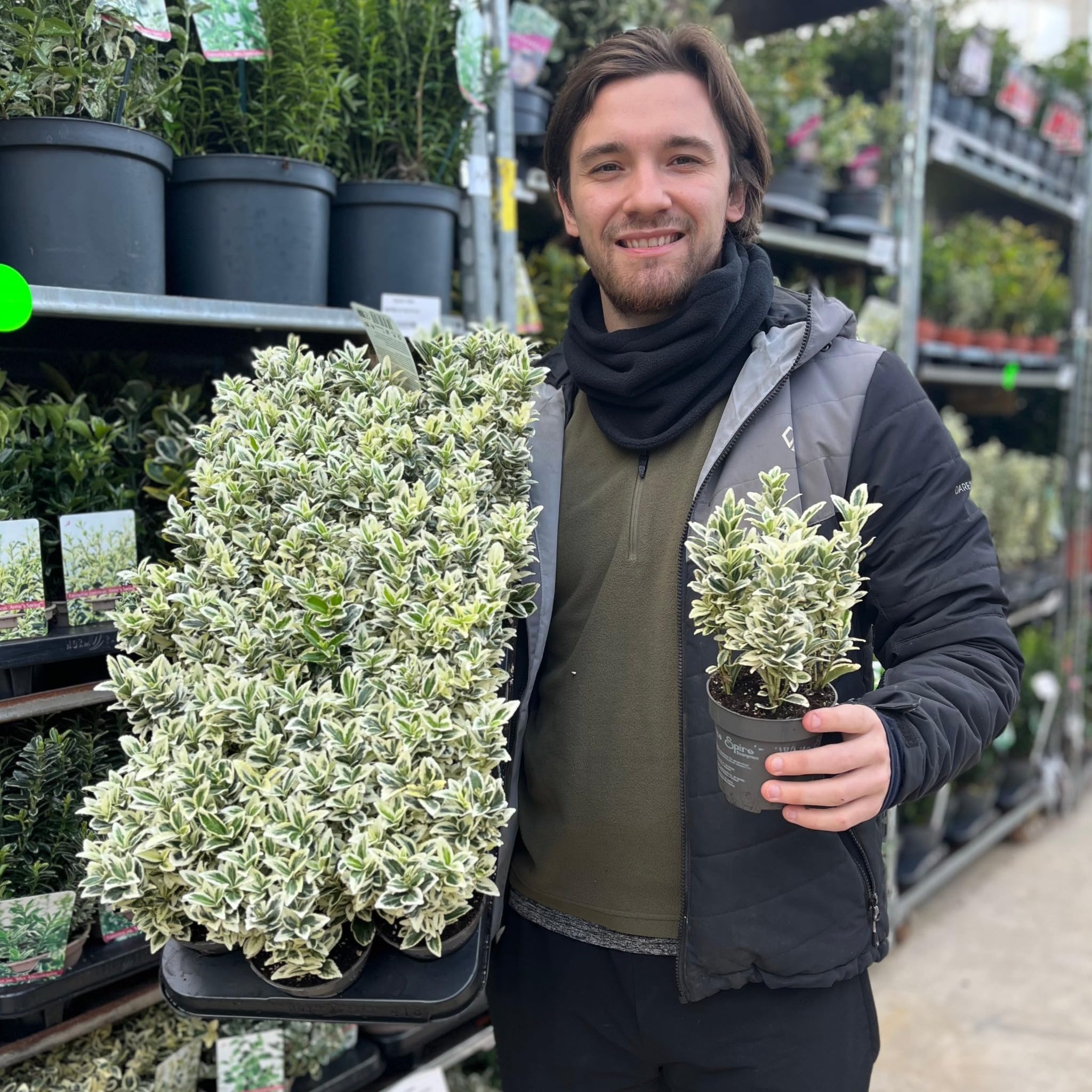 Euonymus 'White Spire' 9cm | Hardy Evergreen Shrub