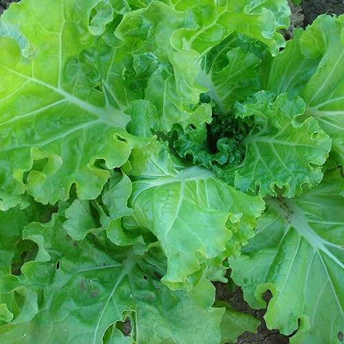 Semillas orgánicas de mostaza Tokyo Bekana - Paquete de 0.07 oz  1071 Semillas - Sin OMG, certificado orgánico - Jardín de verdurashierbas, cultivo