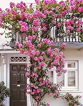 Radha Krishna Agriculture® Climbing Rose Flower Seeds Imported Vearty for Home and Gardening Pack of 100 seeds (ORGANIC PINK)
