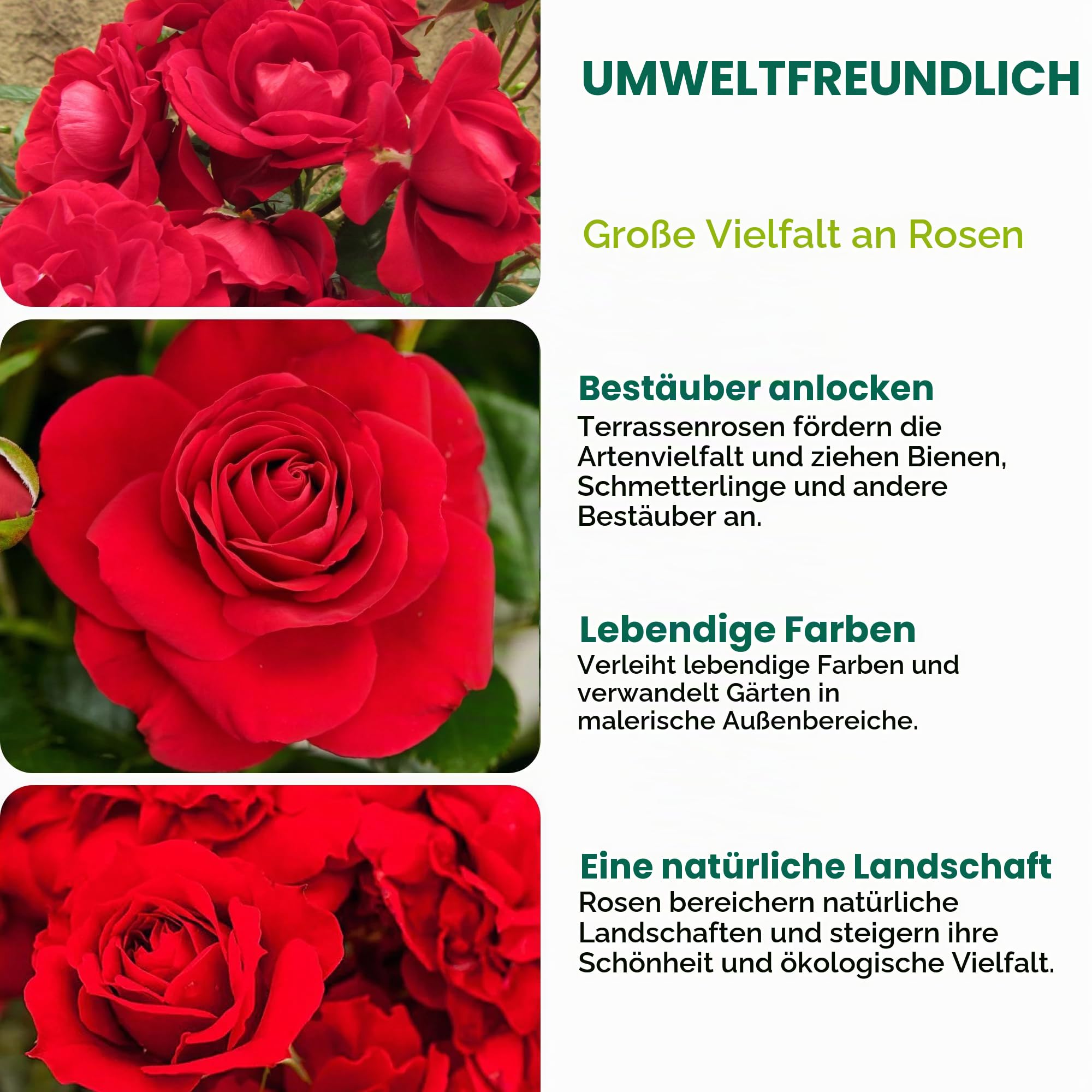 Rot Standardstamm Bunte Rosenpflanzen für den Außenbereich, blühende Gartenrosen in Pflanzgefäßen (120-140cm)