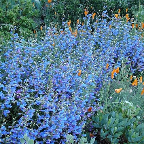 Outsidepride Perennial Penstemon Flores de jardín eléctricas azules que atraen mariposas y colibríes - 50 semillas