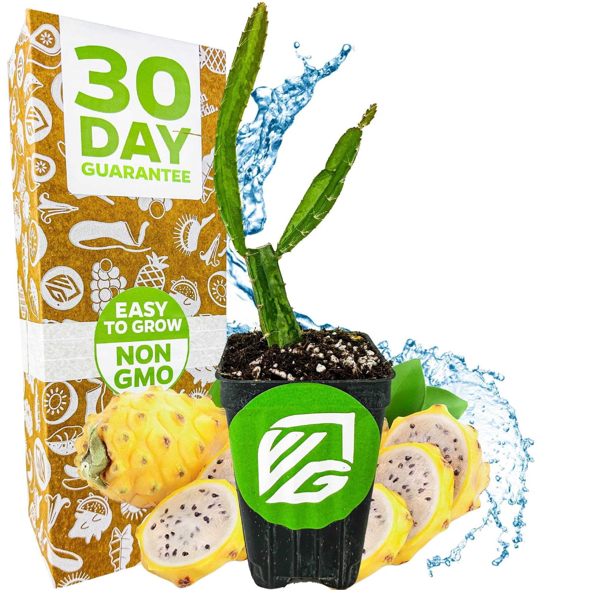 Yellow Dragon Fruit Cactus Live Plant - Selenicereus megalanthus by Wellspring Gardens Starter Plant - Perfect Addition for Home & Garden, Easy to Grow - Ideal for Fruit Plant Enthusiasts (1-Pack)