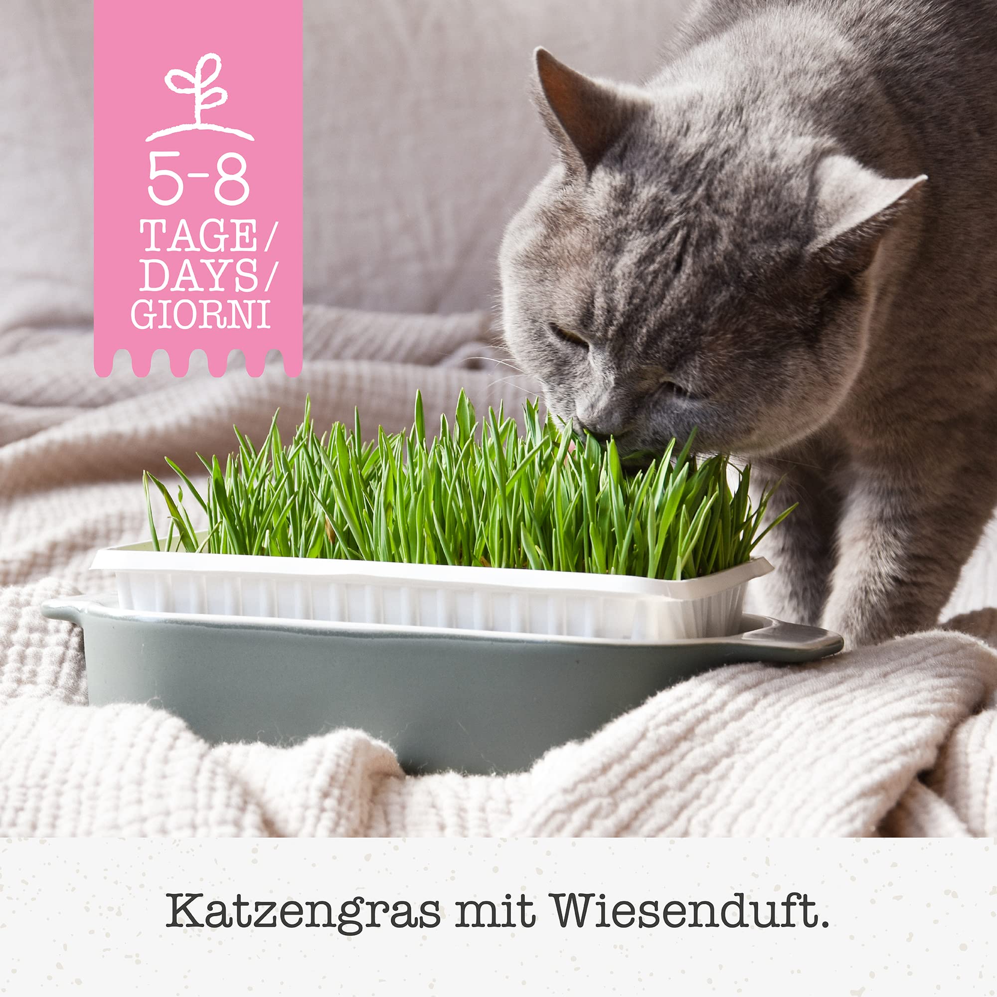 GimCat Erba per gatti con aroma di prato, Miscela da coltivazione controllata con coltivazione rapida 1 vaschetta, 1 x 150 g
