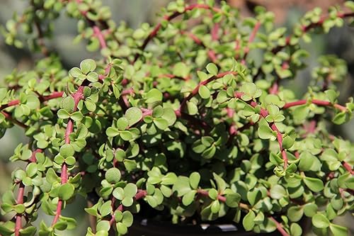 Vista 6 de Plantas para Mascotas - Suculentas de Orejas de Elefante Trepadoras, Plantas Colgantes Vivas, Plantas Suculentas para el Hogar, Maceta Colgante