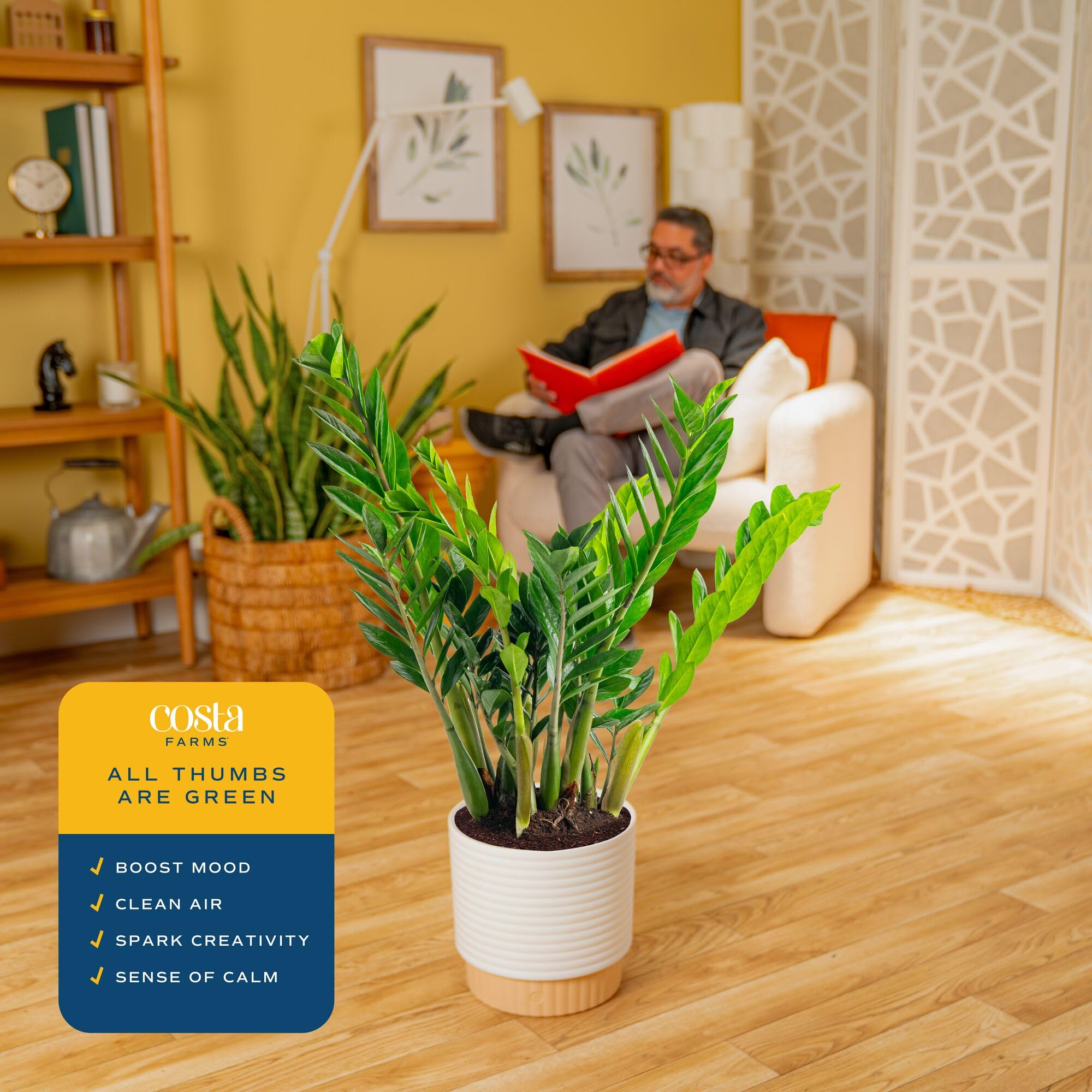 Costa Farms ZZ Plant, Live Indoor Houseplant in Modern Decor