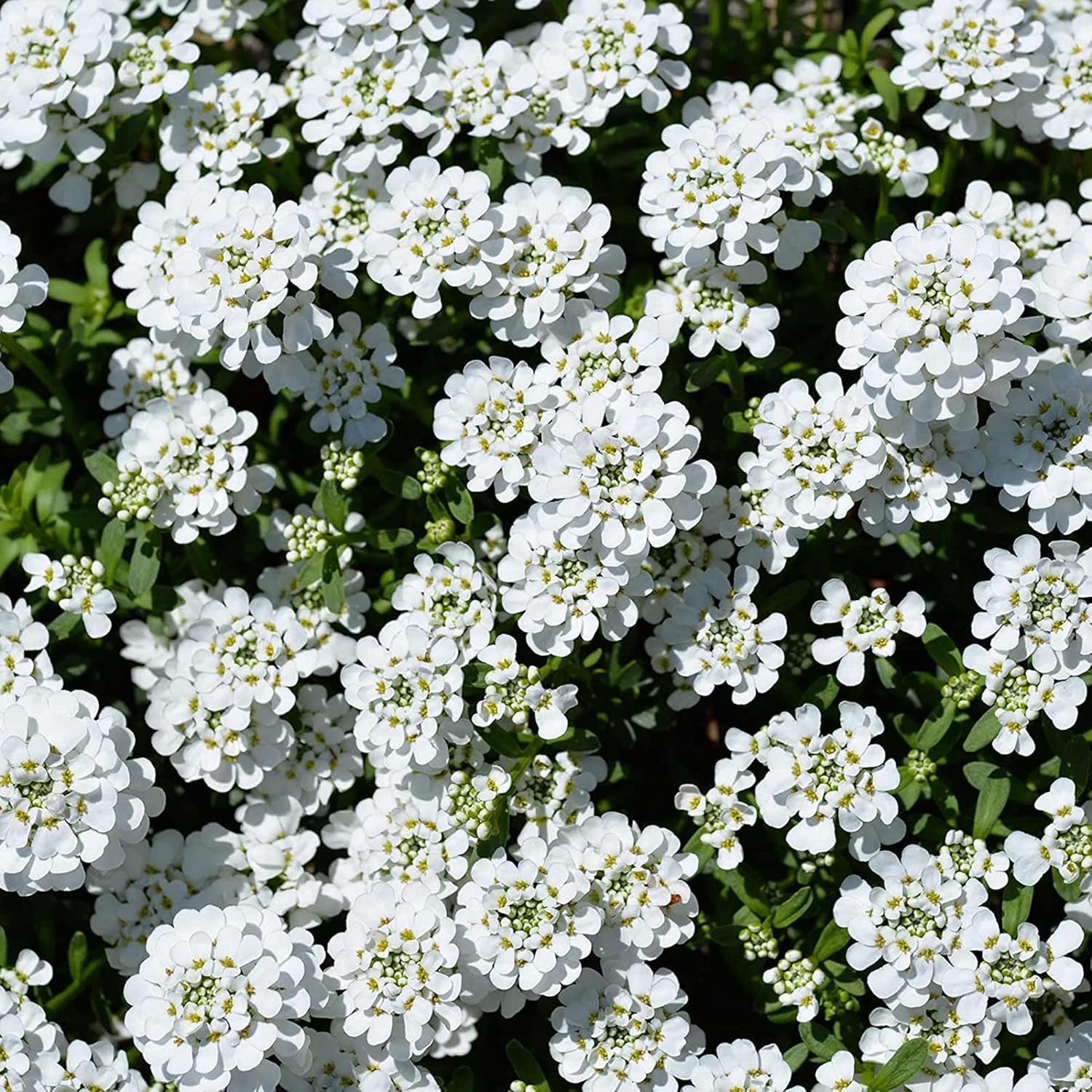 Spectacular Candytuft Seeds Picture for Desktop Spectacular Candytuft Seeds Picture for Desktop