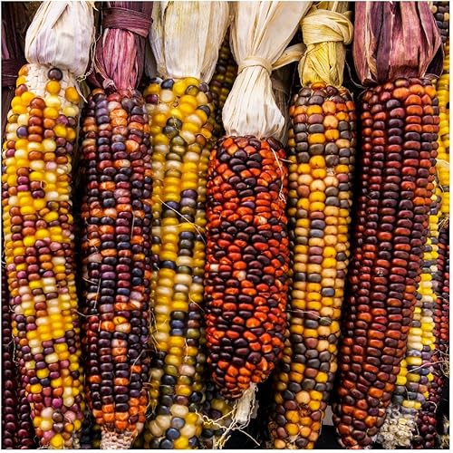 Everwilde Farms - 100 semillas de maíz ornamentales arcoíris - Paquete de semillas jumbo Gold Vault