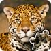 African Wild Life Animals Photo Jigsaw Puzzles - Educational and good brain practise for kids, toddlers and preschoolers