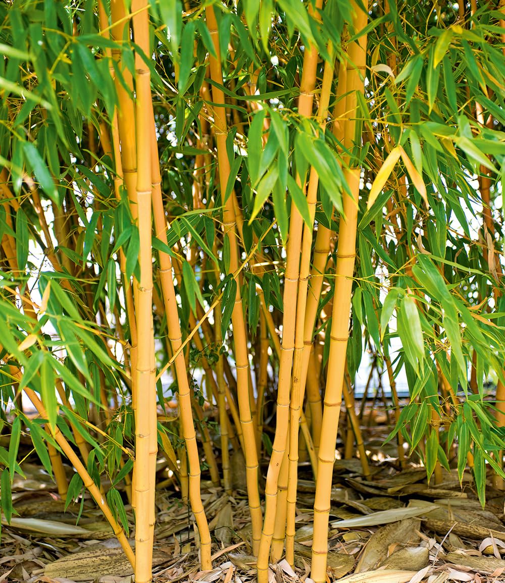 BALDUR Garten 2er Bambus-Raritten Kollektion, Pflanzen im Topf, je 1x Roter  Bambus Chinese Wonder Fargesia jiuzhaigou No.1 & Goldener Peking  Phyllostachys aureosulcata aureocaulis, winterhart : Amazon.de: Garten