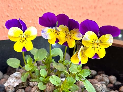 Miniatura 5 de Semillas Viola Tricolor Seed Mix 40+ Semillas para cultivar Viola Johnny Jump-up Mix Primavera o en climas templados Plantación de otoño