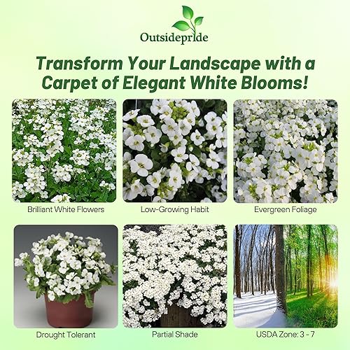 Miniatura 2 de Outsidepride Semillas de plantas de trébol molerante de roca blanca perenne arábiga 100 semillas