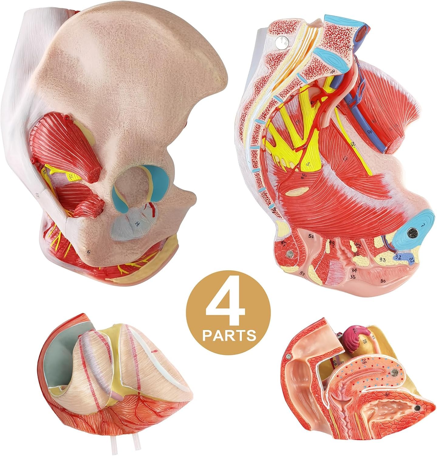Ludzki Model Miednicy Miednicy Rzeczywistych, Naczyniowych, Nerwowych I Rozrodczych, 4 Narządy Usuwalne Do Fizjologii I Higieny W Szkole Anatomii