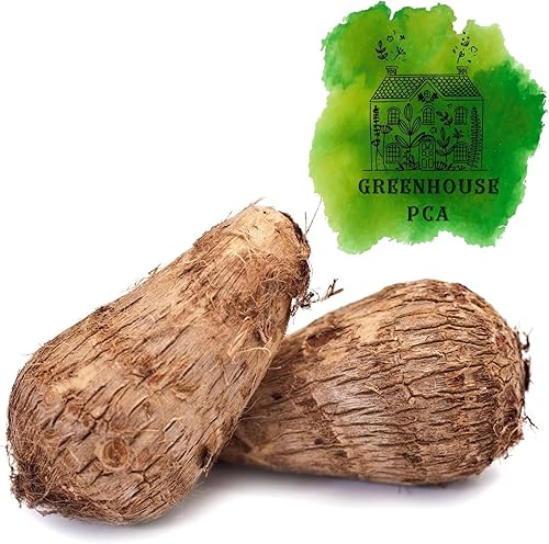 Ready 2 Grow 2 Live Bulbs Colocasia Esculenta Elefante Oreja Taro Gabi Kalo Eddo por Greenhouse PCA