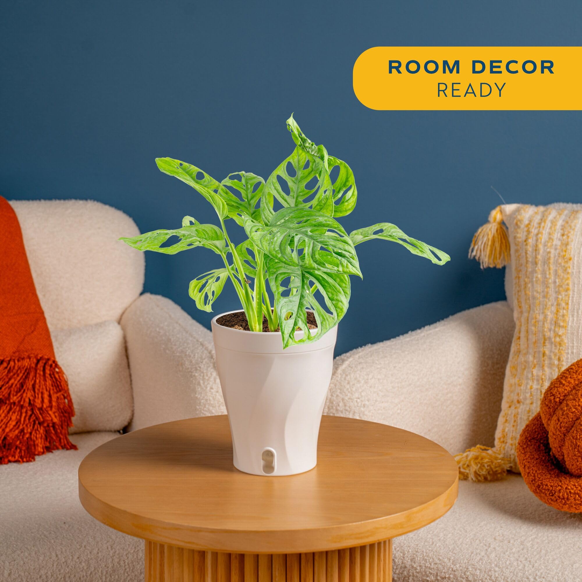 Amazon.com : Costa Farms Little Monstera Plant, Easy to Grow Houseplant,  Live Indoor Plant Potted in Cute Garden Plant Pot, Potting Soil,  Housewarming Gift, Home, Office, and Tropical Room Decor, 12-Inches Tall :