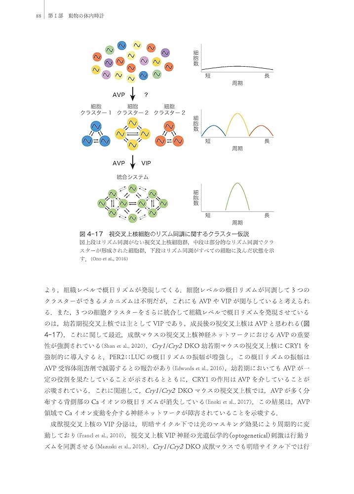 体内時計の研究　本間研一　本間さと　著 体内時計の研究 | 本間 研一, 本間 さと |本 | 通販 | Amazon