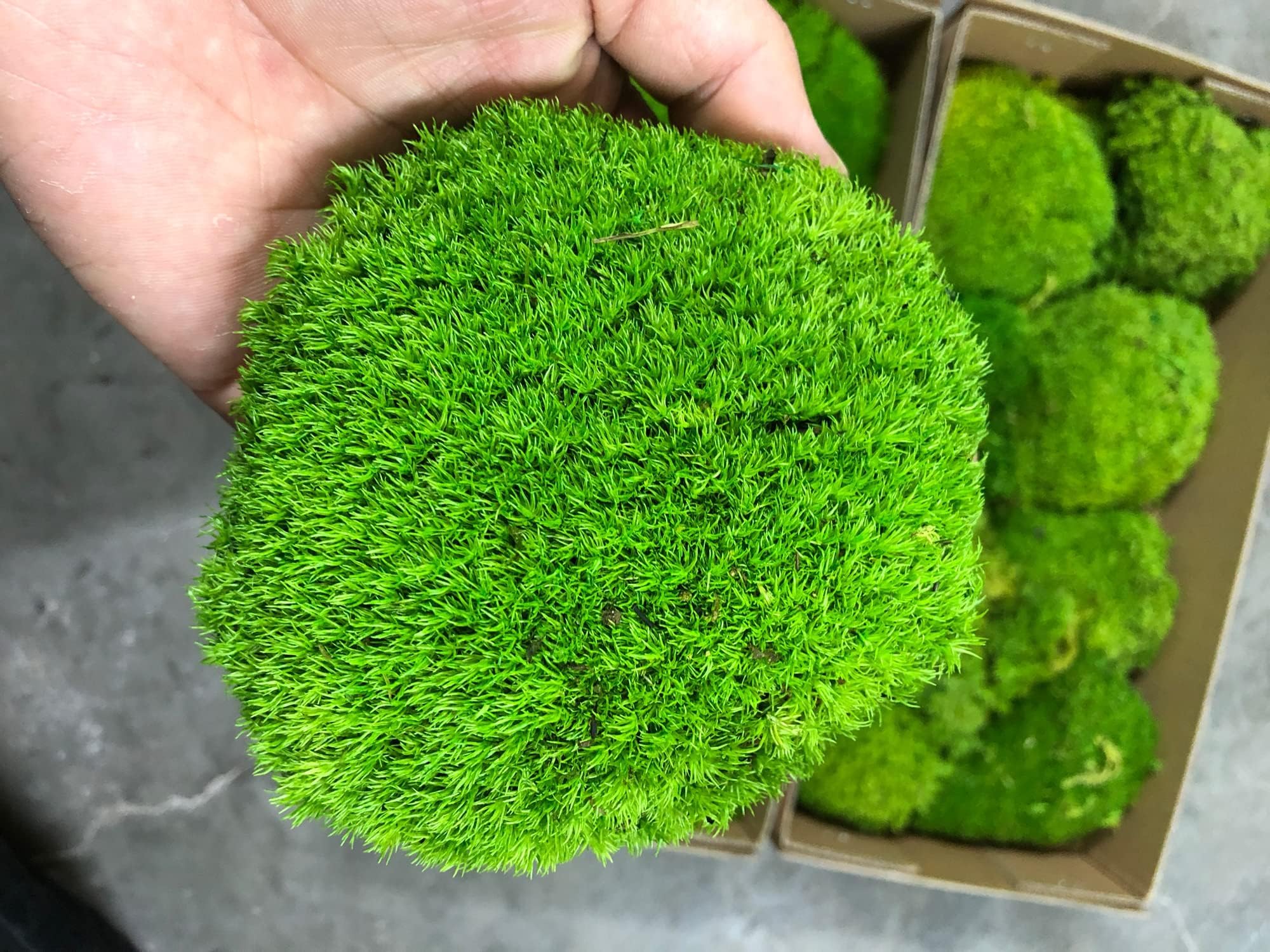Preserved Pole Moss Pillow Bun Cushion Natural Green Decorative Real Natural Green DIY Kit Terrariums Gardenning Art Wall Decor Florist Decor Easter Table Wedding(1.5 sq.ft, Green-B)