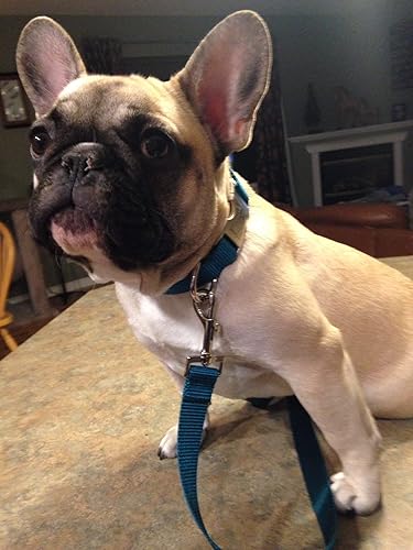 Miniatura 4 de Personalized dog collar Solid laser engraved buckle dog collar dog ID tag dog collar for puppy small dogs to large dogs Boy dogs girl dogs