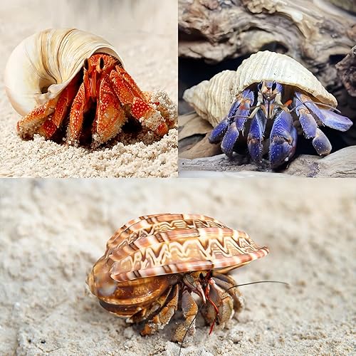 Miniatura 6 de 6 conchas grandes de cangrejo ermitaño  Tamaño natural de concha de mar de 3 a 3.5 pulgadas, tamaño de apertura de 1.5 a 2.5 pulgadas  Conchas turbo