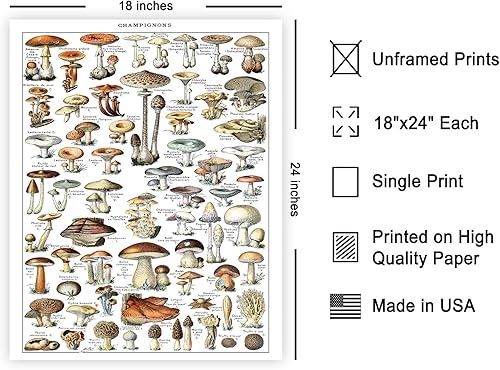 Miniatura 552 de Poster Master Póster vintage de orquídea, estampado de flores retro, arte de pared de plantas exóticas, arte botánico, regalo para hombres y