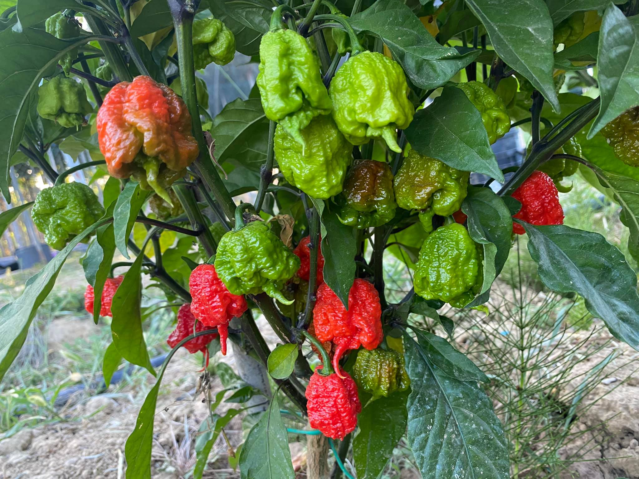 Semi Di Peperoncino Guarda Cielo - Varietà Italiana - 10 Semi Freschi