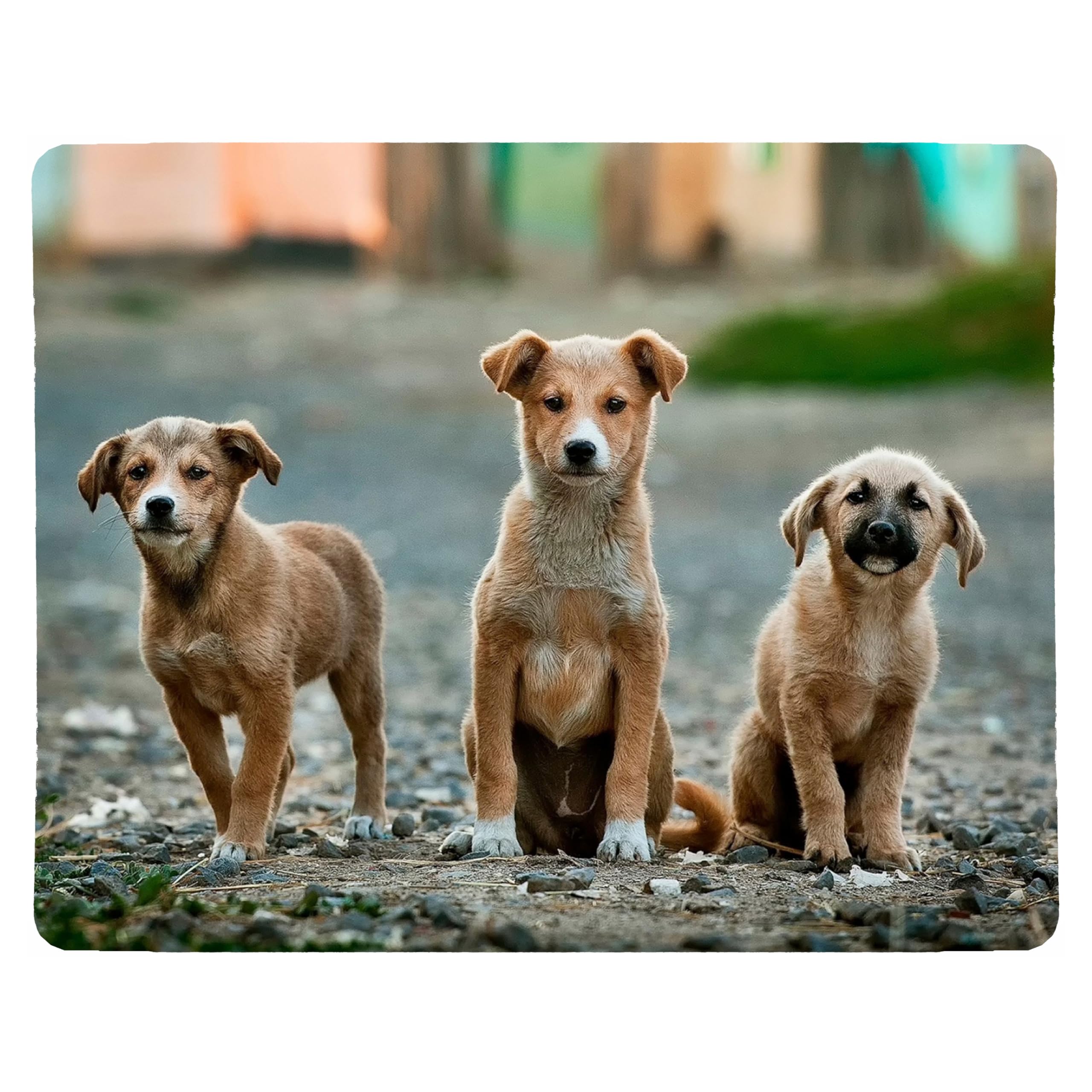 Thedogtagco Multicolor Xl Design Your Own Custom Placemat Personalised Mdf Cork Any Text And Photo Design Gift For Kitchen, Home, Table