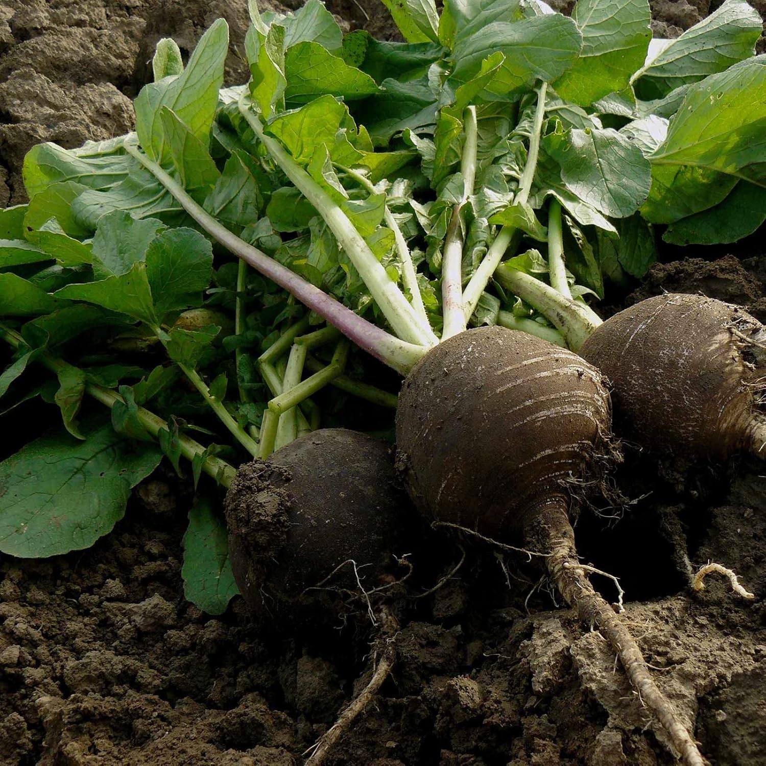 Radish Garden Seeds - Black Spanish Round - 5 Lb Bulk - Non-GMO Vegetable Gardening Seeds by Mountain Valley