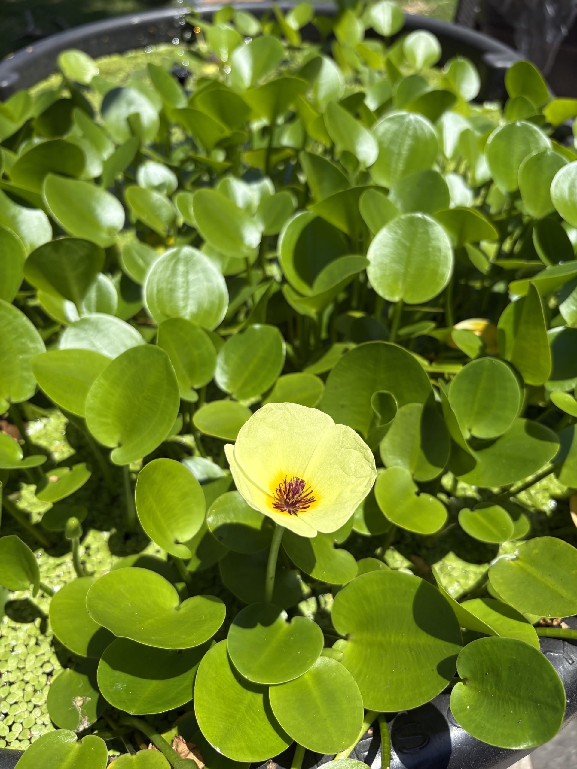 Golden Water Poppies (Hydrocleys Nymphoides) - Easy Live Pond Plants
