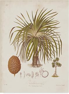 Trademark Fine Art WAG04921-C2432GG Antique Tropical Palm II by Elizabeth Twining, 24x32,