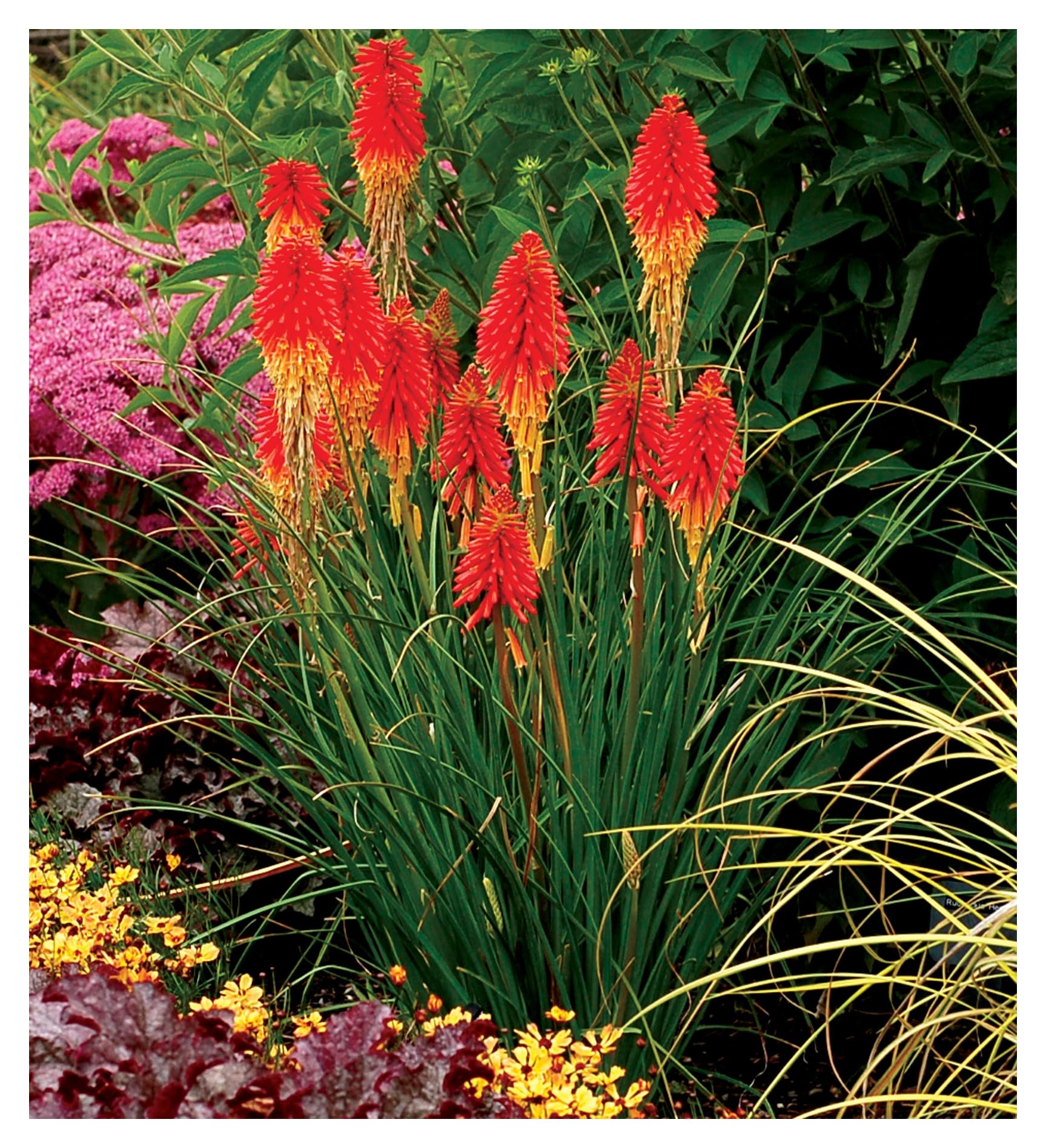 Kniphofia 'Papaya Popsicle' Fackellilie