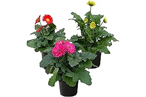 Live Gerbera Daisies In Vibrant Hues