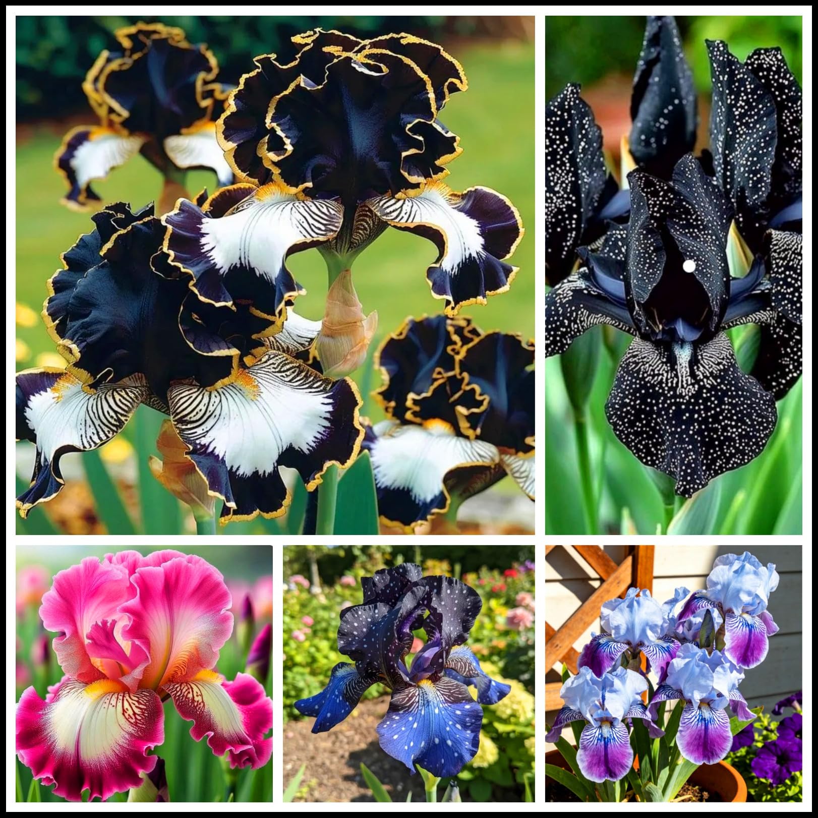 Outdoor Iris Bulbs, Now Available for Planting in the UK, Landscaping Flowers, iris Bulbs, Garden Flowers, Plant Bulbs, Natural and organicg-Hardy Perennial, Excellent Display-8 Bulbs-J