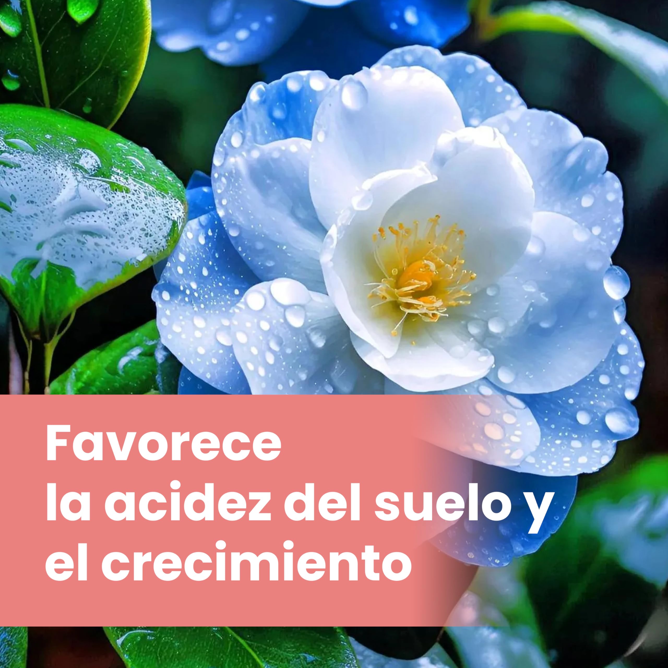 LERAVA Abono hortensias (2x800 g) - Abono acidófilas BIO para hortensias y rododendros - Mantiene suelo ácido I Crecimiento vigoroso y floración abundante - Ideal jardin