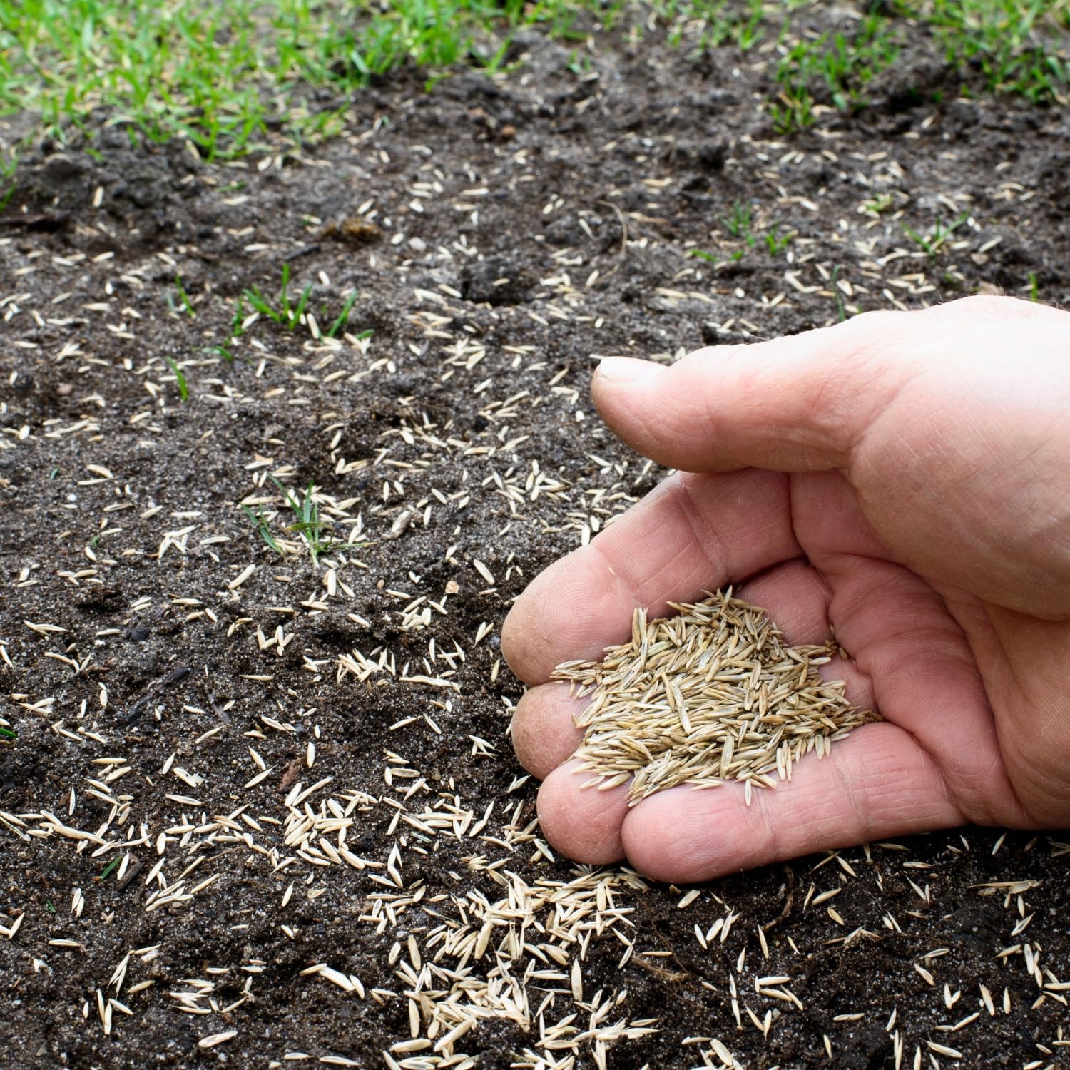 Rye Grass Annual Field Seed by Evergreen Farm and Garden (50 Lb Bag)