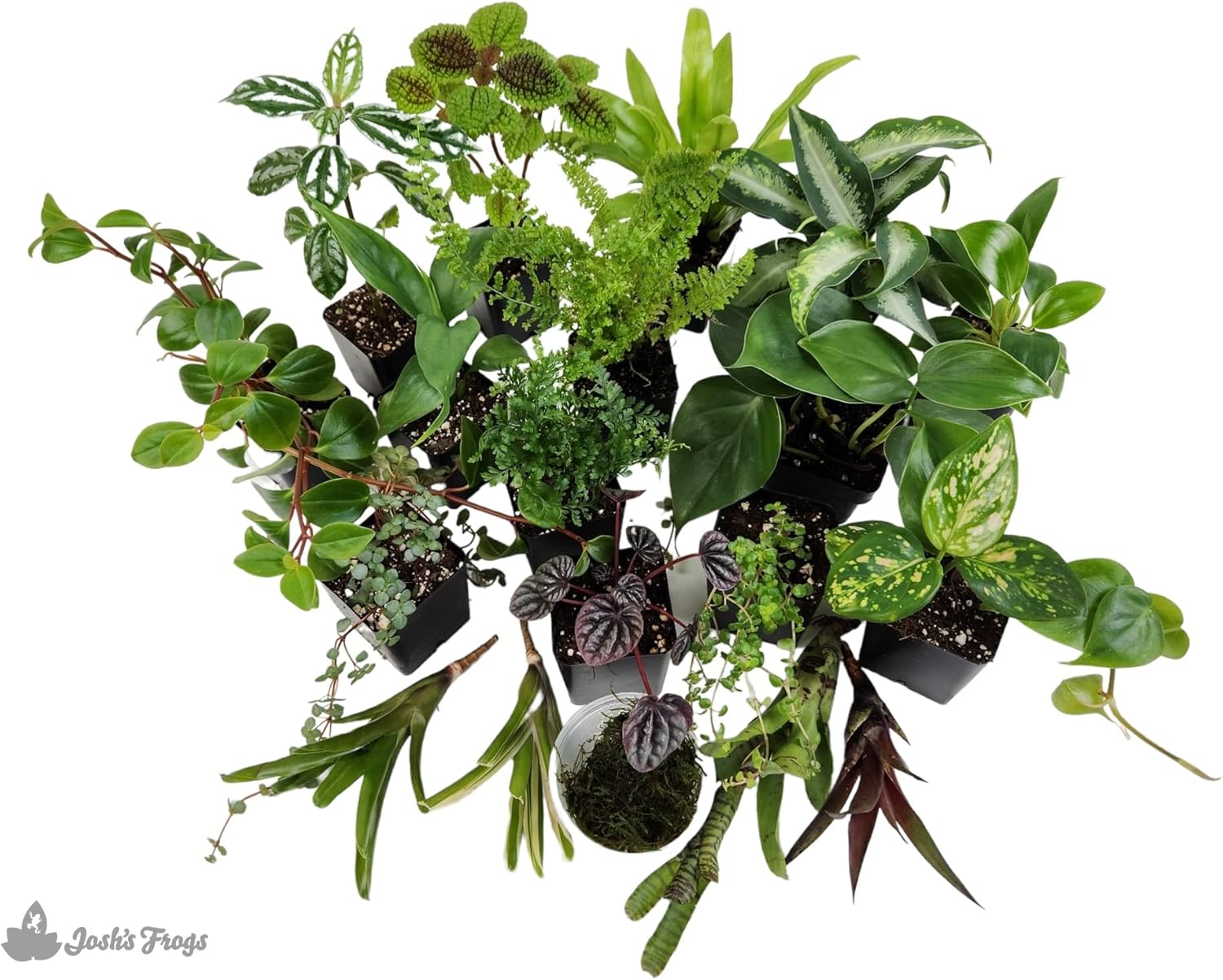 Josh's Frogs Dart Frog Vivarium Bioactive Plant Kits (40-55 Gallon)