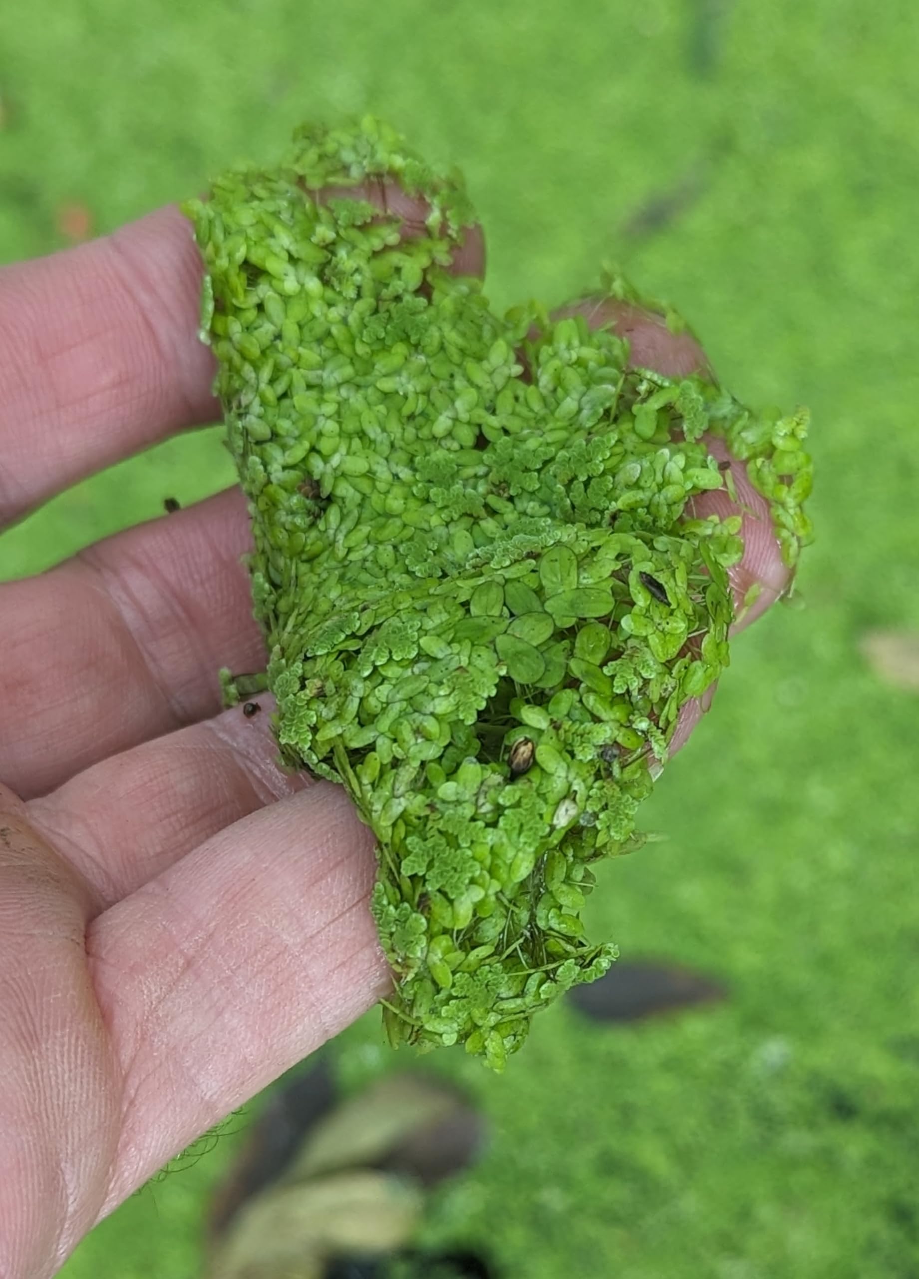 Duckweed (Lemna Minor) Feed Ducks & Fish Food Grown here on Big Island of Hawai'i
