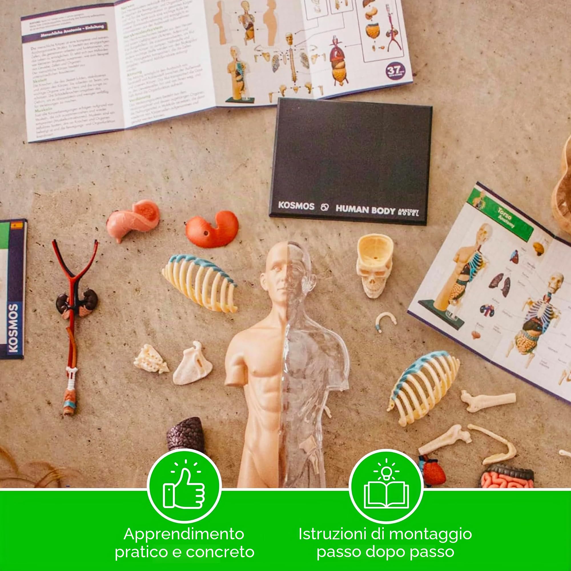 Thames & Kosmos , 260830, Human Body Anatomy Model, 37 Parts with Stand And Guide Book, Build Your Own Human Body, Nature Discovery Range, Ages 8+