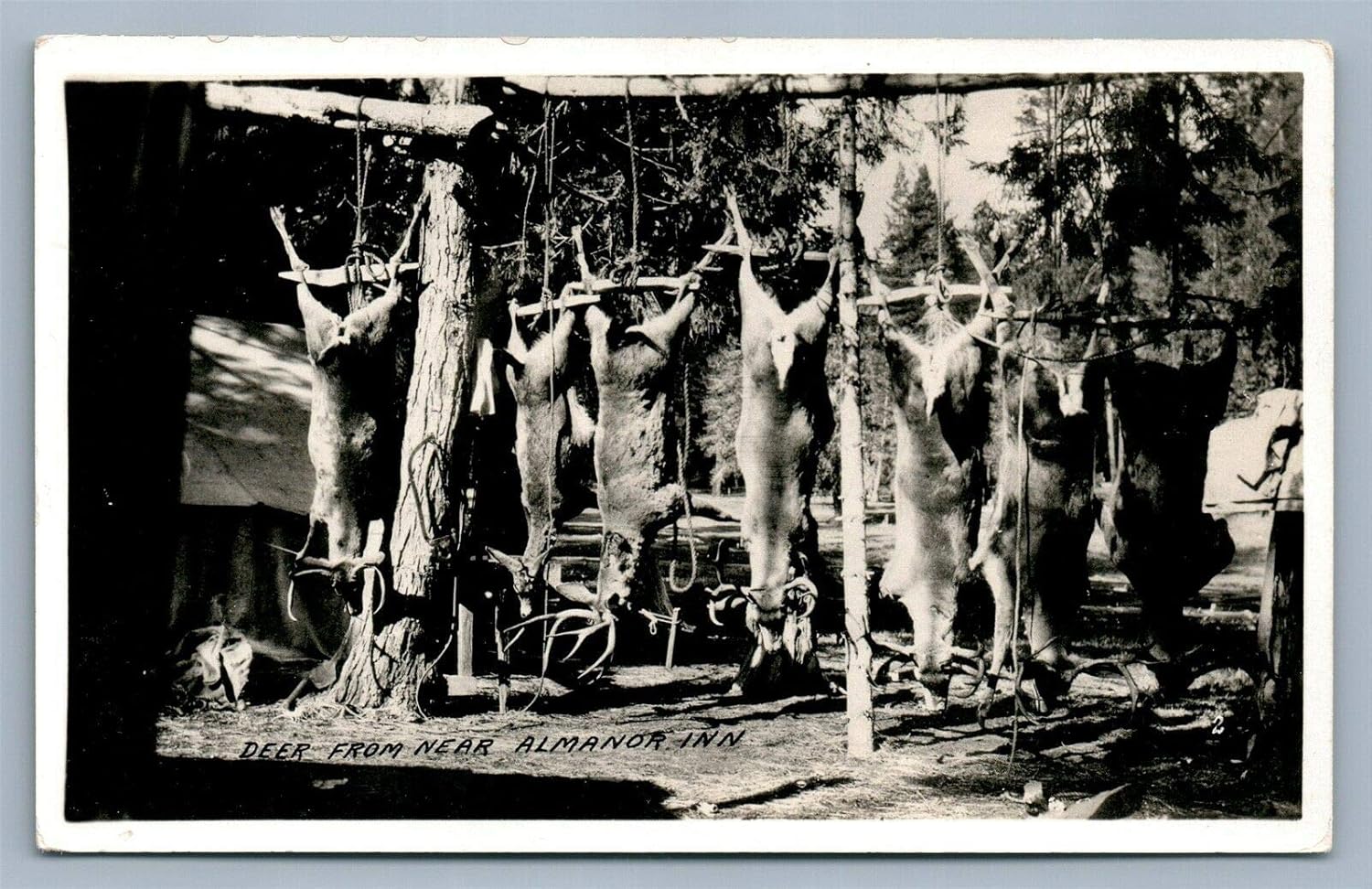 ALMANOR INN CA DEER HUNTING TROPHIES VINTAGE REAL PHOTO POSTCARD RPPC