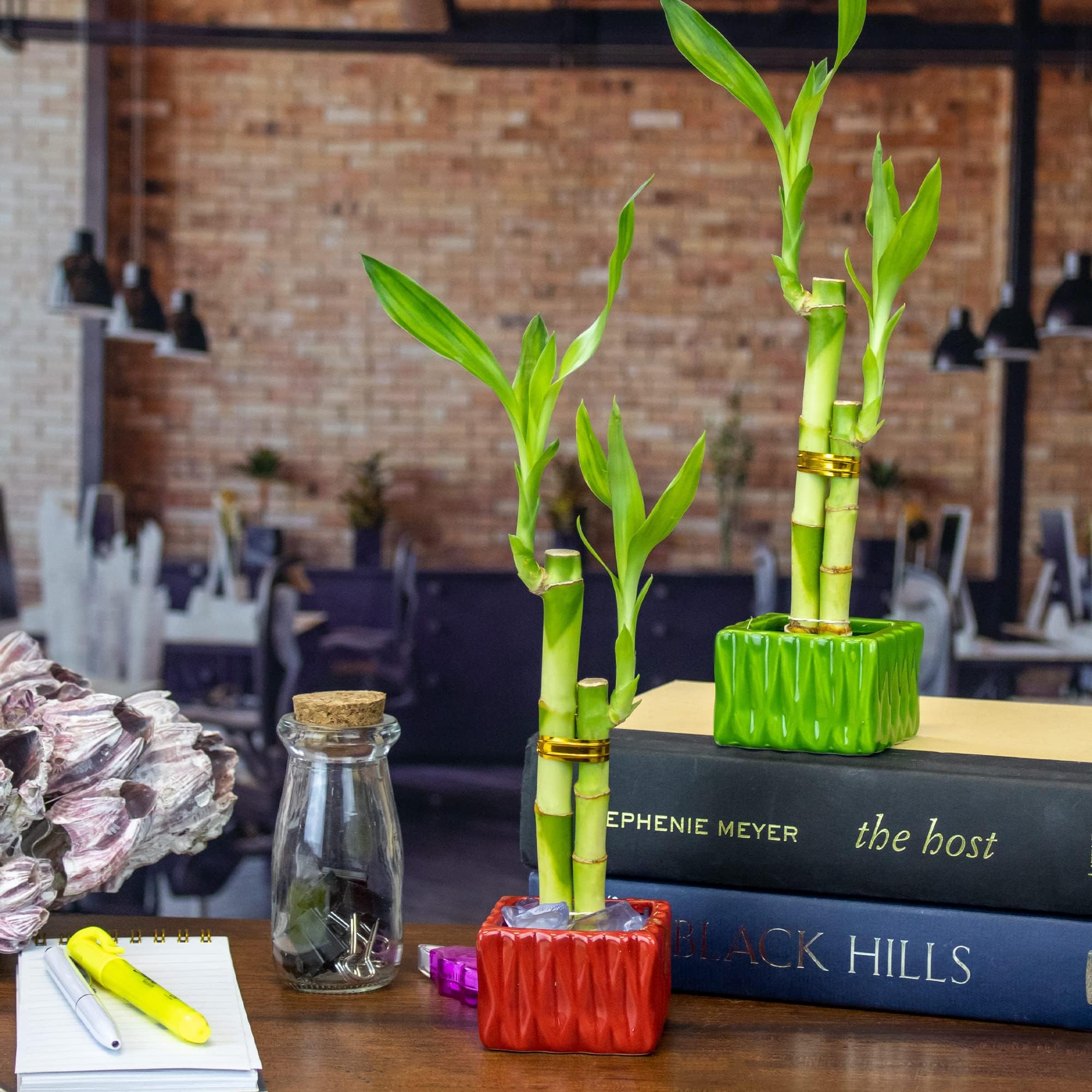 Live Lucky Bamboo 2 Stalk Love Arrangement in Square Red Ceramic Planter - 4 and 6 Inches Lucky Bamboo Indoor Potted House Plant for Home and Office Decor