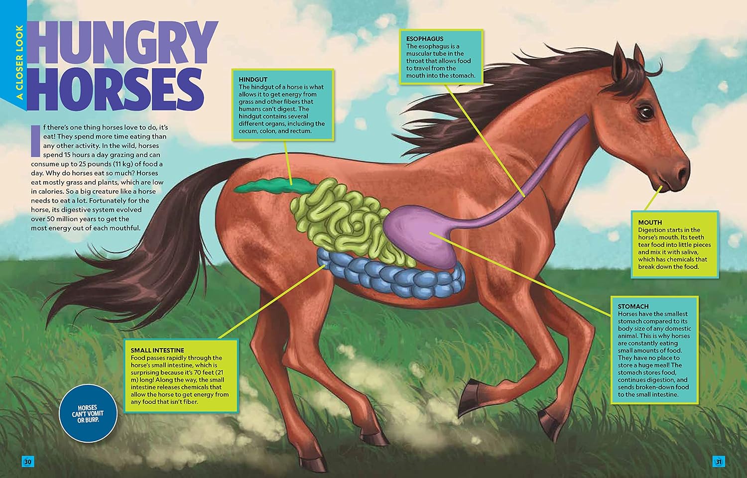 Can't Get Enough Horse Stuff      Paperback – August 1, 2023