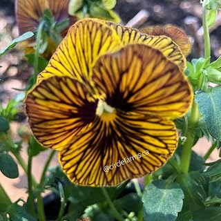 Pansy Seeds - Viola Tiger Eye Pansy Seeds - Circle Farms