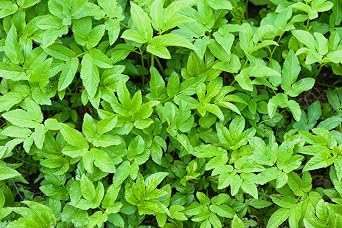 Lowhill Valley Ground Elder Herb - Aegopodium Podagraria Herbal Tea – Traditionally Used – 100% Pure – No Additives or Preservatives – 50g