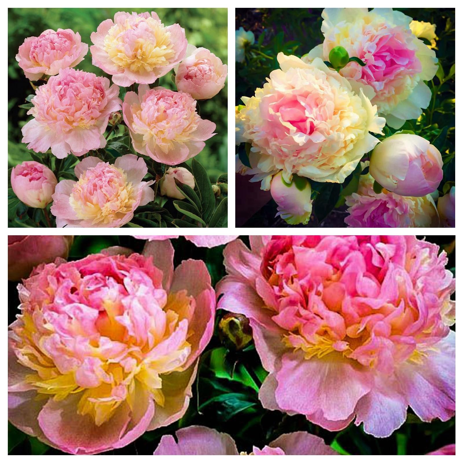 Peony Bulbs for Planting Now,Fragrant, Hardy Herbaceous Perennials, Garden Displays-4 Bulbs-B