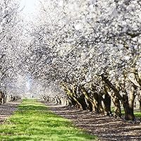 Vista 9 de Wilderness Poets Almendras orgánicas de California (bolsa de 8 onzas)