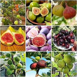 feigenbaum winterhart feigen samen Ficus carica gartenarbeit