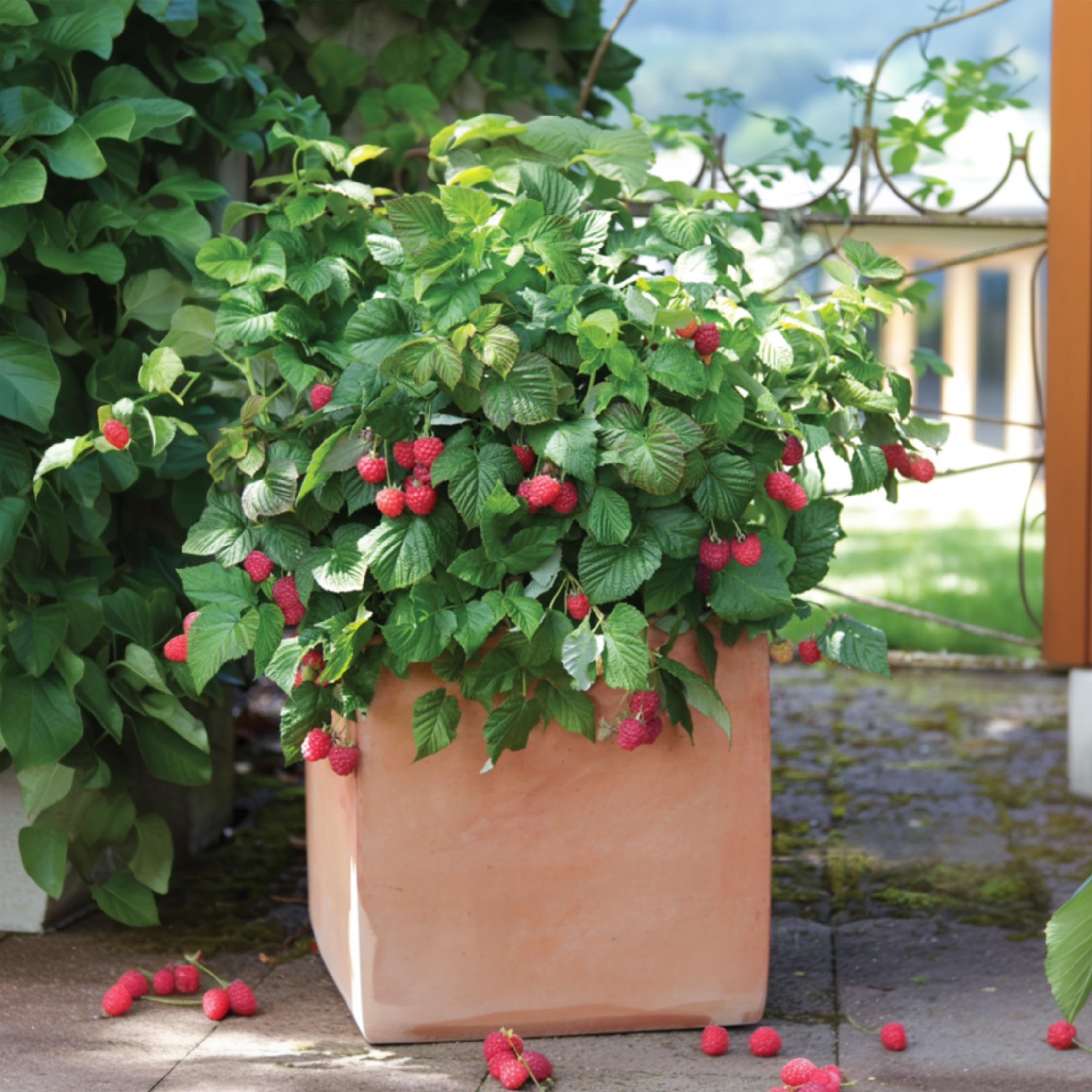 Plant in a Box - Rubus ideaus 'Autumn Bliss' - Frambuesa - Set de 3 - Maceta 9cm - Altura 25-40cm