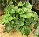 Review Image by Judy L. Judy L.