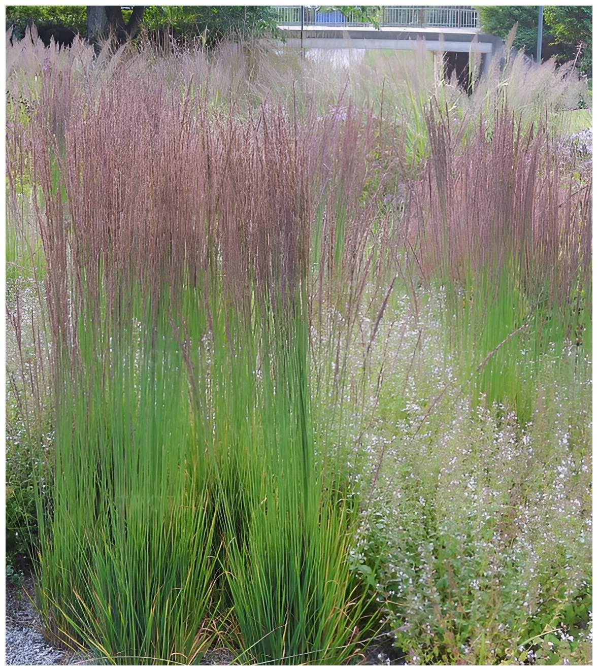 Stauden Gänge 10 x Molinia caerulea 'Moorhexe' Kleines Pfeifengras