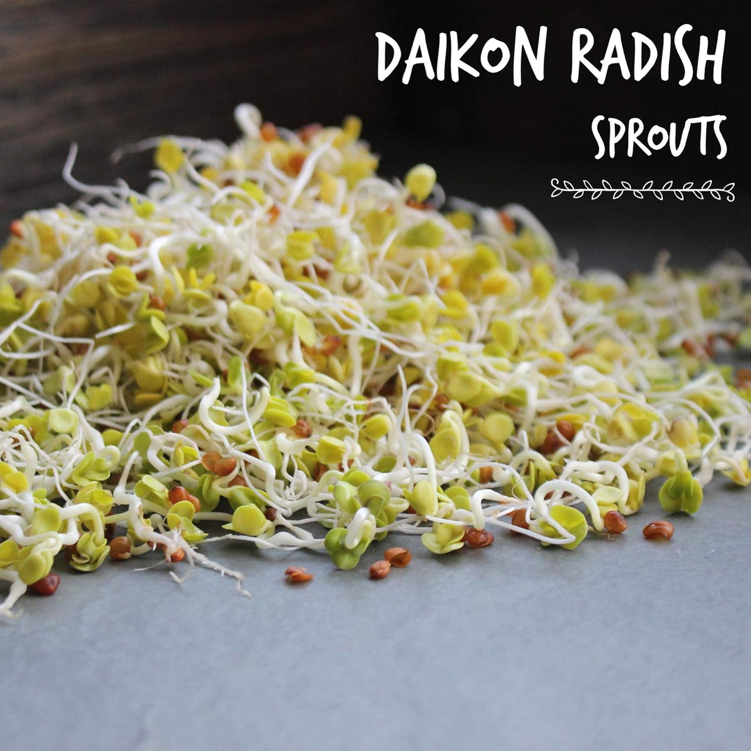 Handy Pantry Organic Radish Sprouting Seeds 4.5 Lb Non-GMO Daikon Radish Seed | Bulk Radish Seeds for Planting, Sprouting, Microgreens