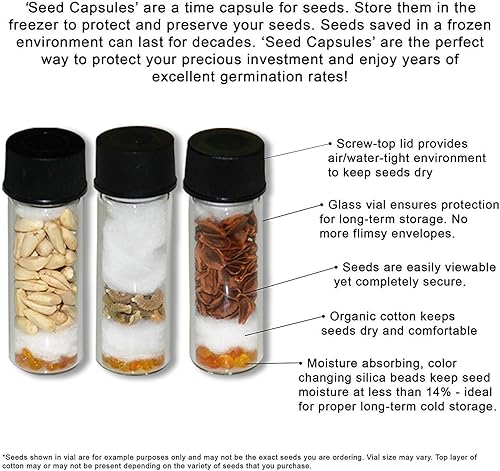 Miniatura 3 de Semillas de mejorana dulce (Origanum majorana) Más de 75 semillas de hierbas raras de reliquia en cápsulas de semillas congeladas para el jardinero